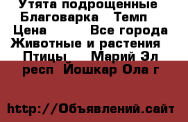 Утята подрощенные “Благоварка“,“Темп“ › Цена ­ 100 - Все города Животные и растения » Птицы   . Марий Эл респ.,Йошкар-Ола г.